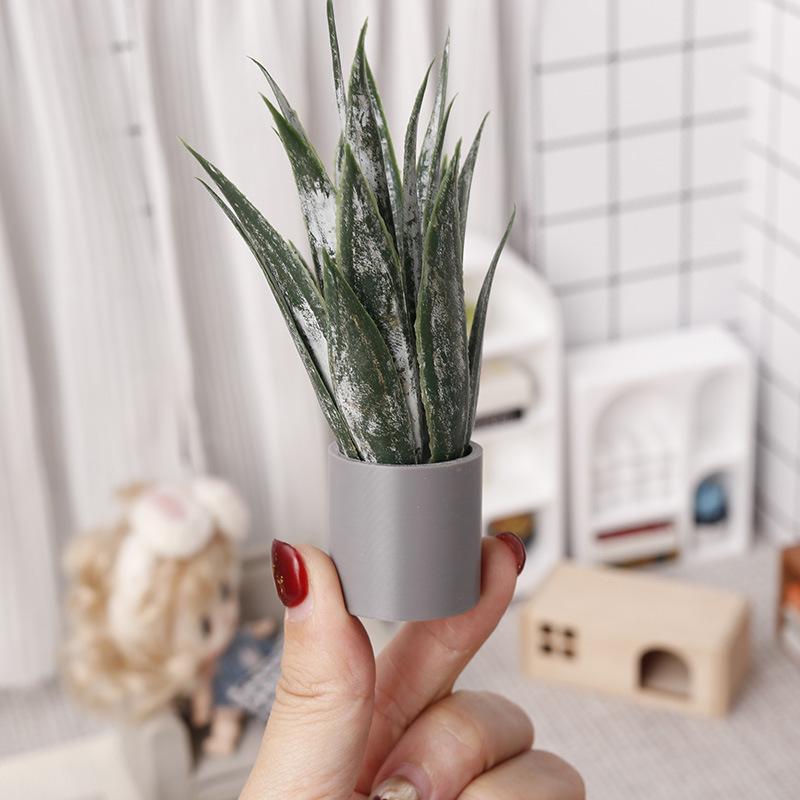 Miniaturowa roślina Aloe Vera  – Aloe Vera Pot recenzja i cena