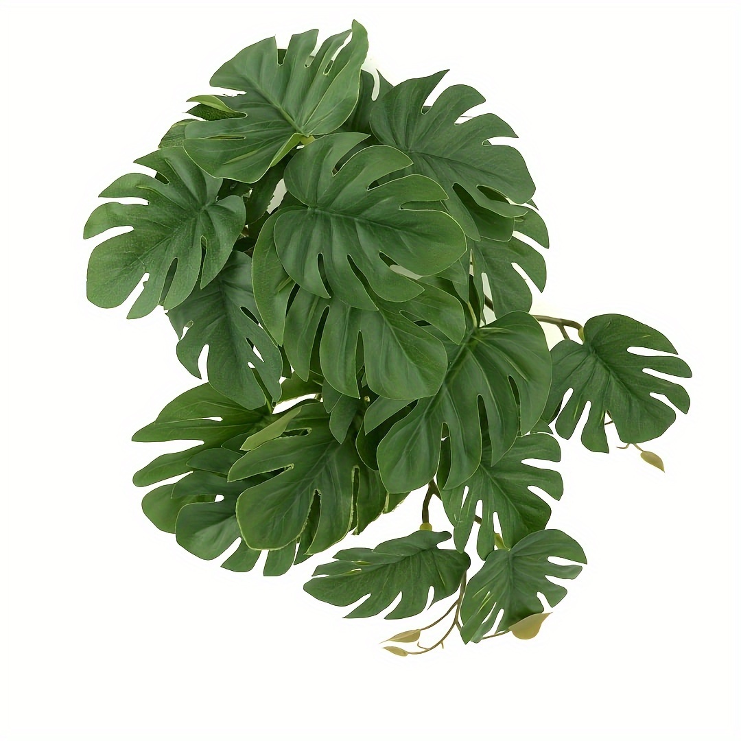 Rośliny dla terrariów dla gadó – Monstera Adansonii recenzja i cena