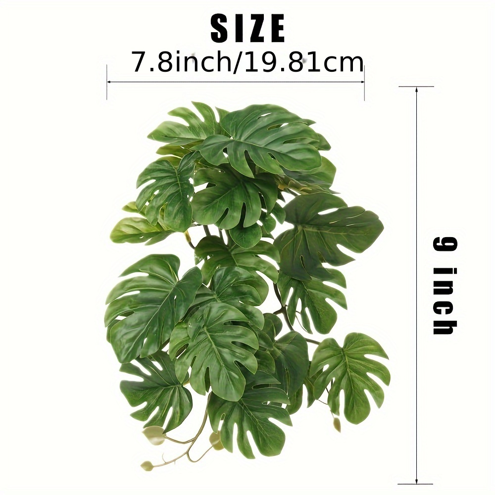 Rośliny dla terrariów dla gadó – Monstera Adansonii recenzja i cena