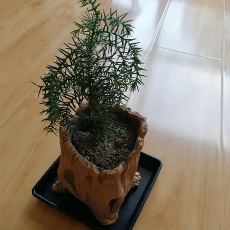 Imitacja drewnianych palików k – Echeveria Succulent recenzja i cena